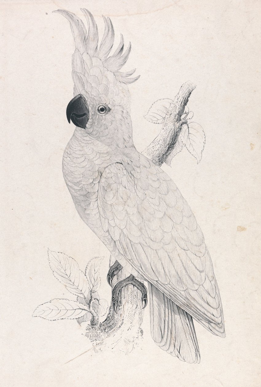 Kakadu mały (ilustracja 4) autorstwa Edward Lear