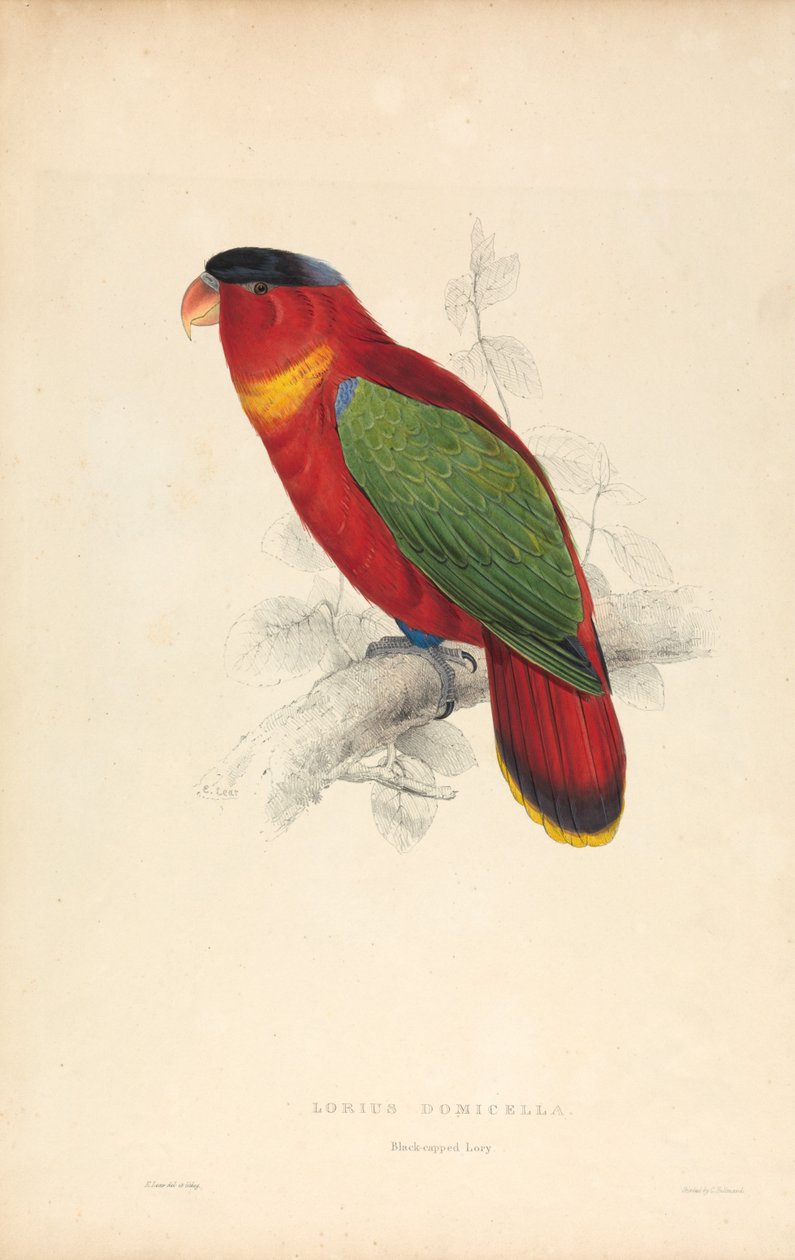 Lorius Domicella / Lorik czarnogłowy (ilustracja 37) autorstwa Edward Lear