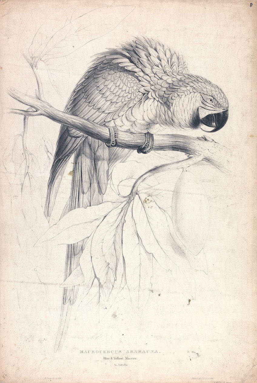 Macrocerus Ararauna / Ara niebiesko-żółta / 2/3 naturalnej wielkości (ilustracja 8) autorstwa Edward Lear