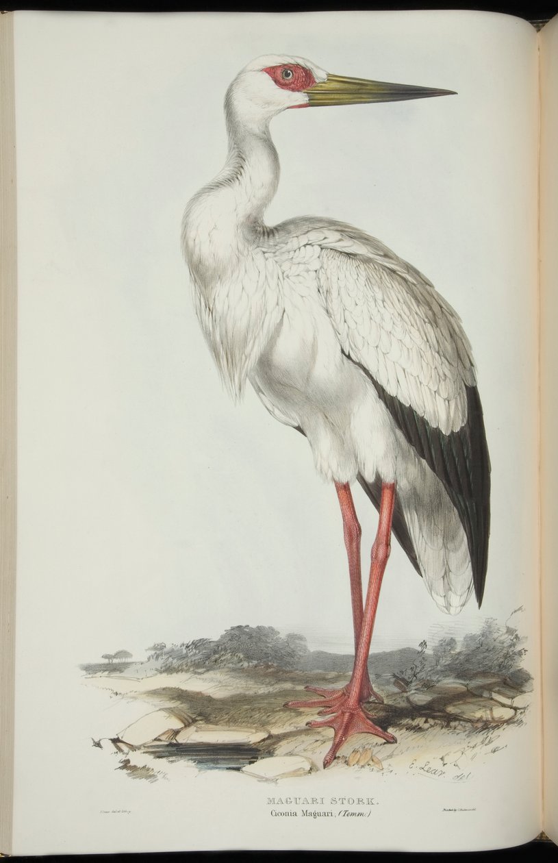 Maguari Stork, z „Ptaków Europy” Johna Gould autorstwa Edward Lear