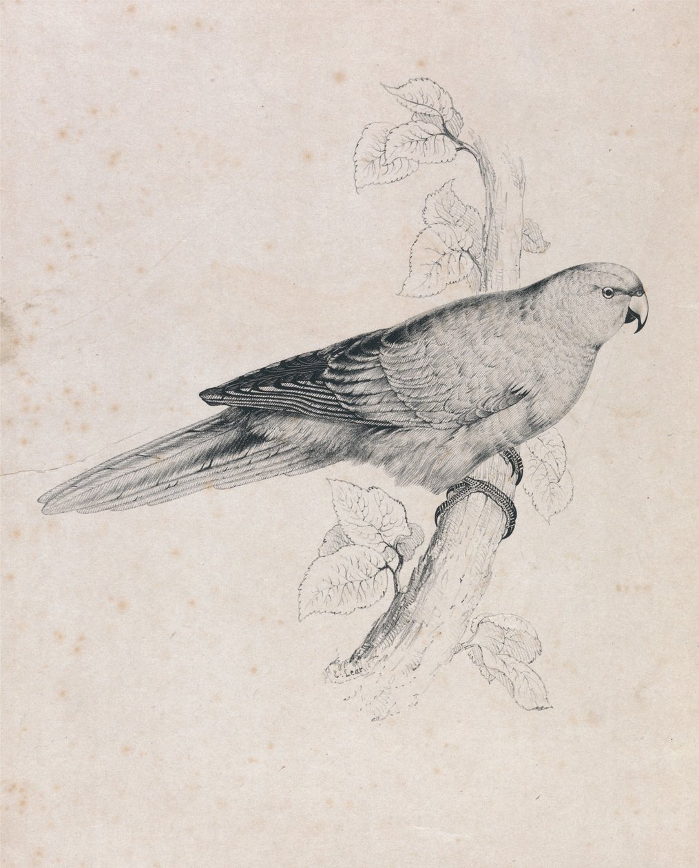 Papuga pacyficzna (ilustracja 26) autorstwa Edward Lear