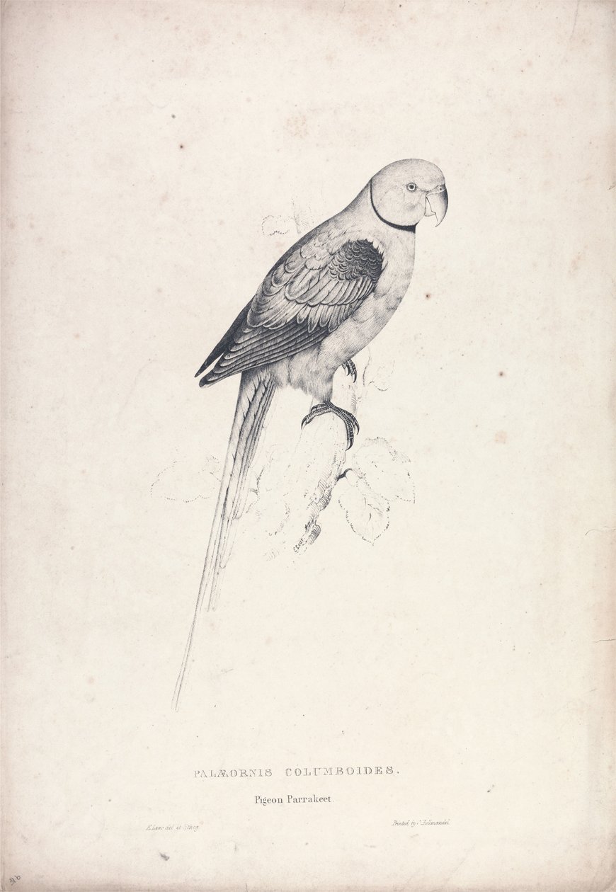 Palaeornia Columbiodes / Papuga gołębia (ilustracja 31) autorstwa Edward Lear