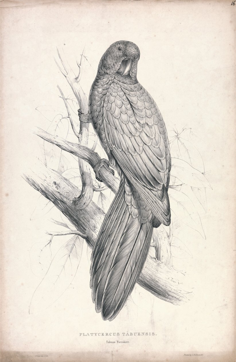 Platycereus Tabuensis / Papuga z Tabuan (ilustracja 16) autorstwa Edward Lear