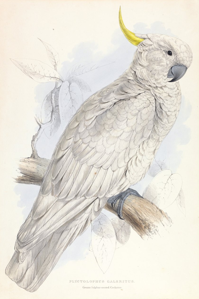 Plyctolophus Galeritus. Kakadu siarkowo-czubata. autorstwa Edward Lear