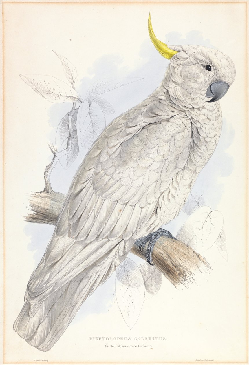 Plyctolophus Galeritus. Kakadu siarkowo-czubata. autorstwa Edward Lear