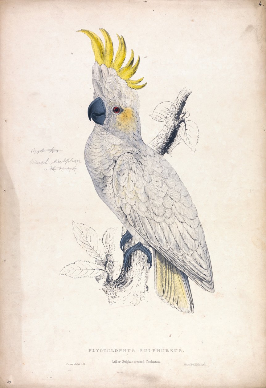 Plyctolophus sulphureus / Kakadu mały z czubkiem siarkowym (ilustracja 4) autorstwa Edward Lear