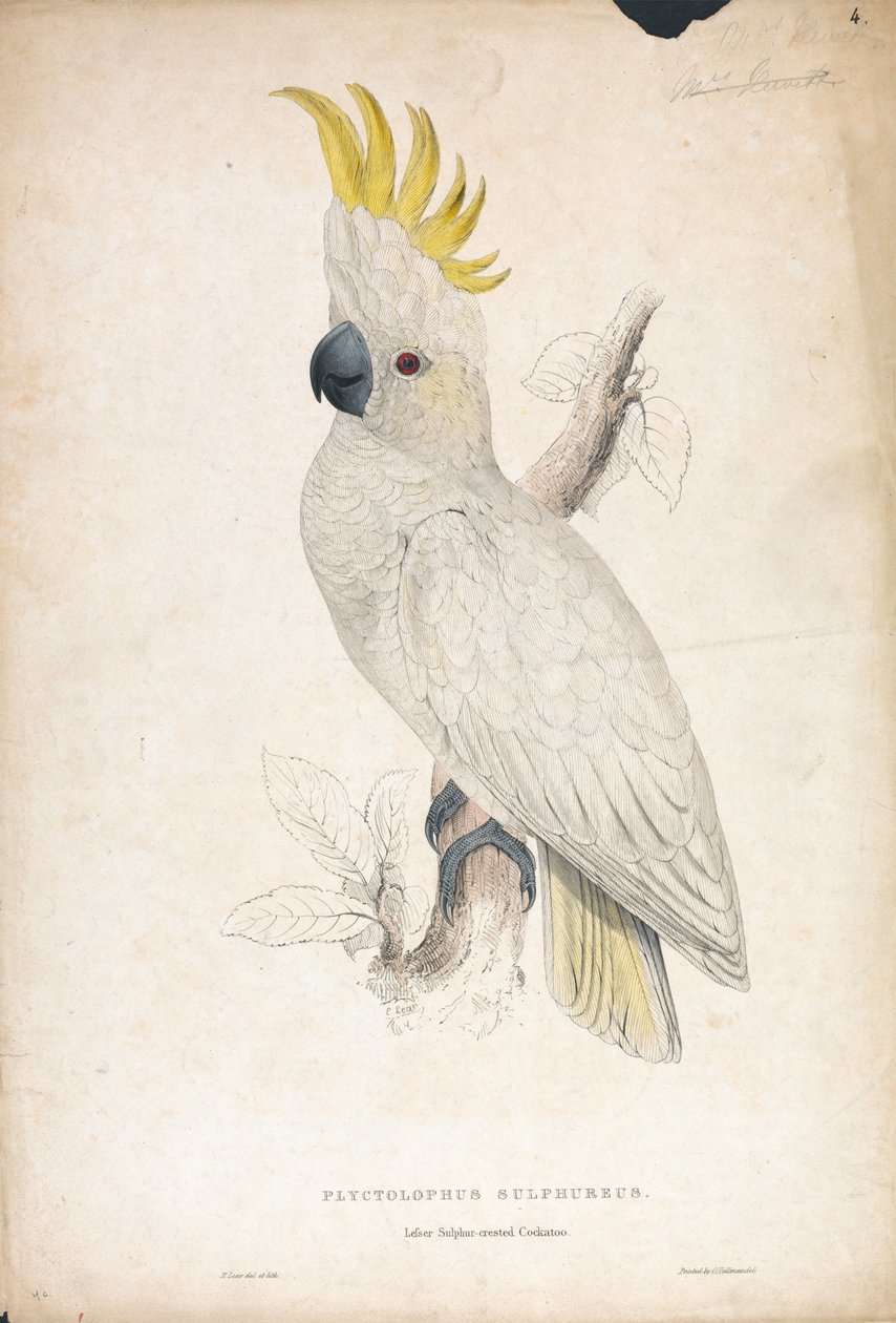 Plyctophus sulphureus / Kakadu mały z czubkiem siarkowym (ilustracja 4) autorstwa Edward Lear