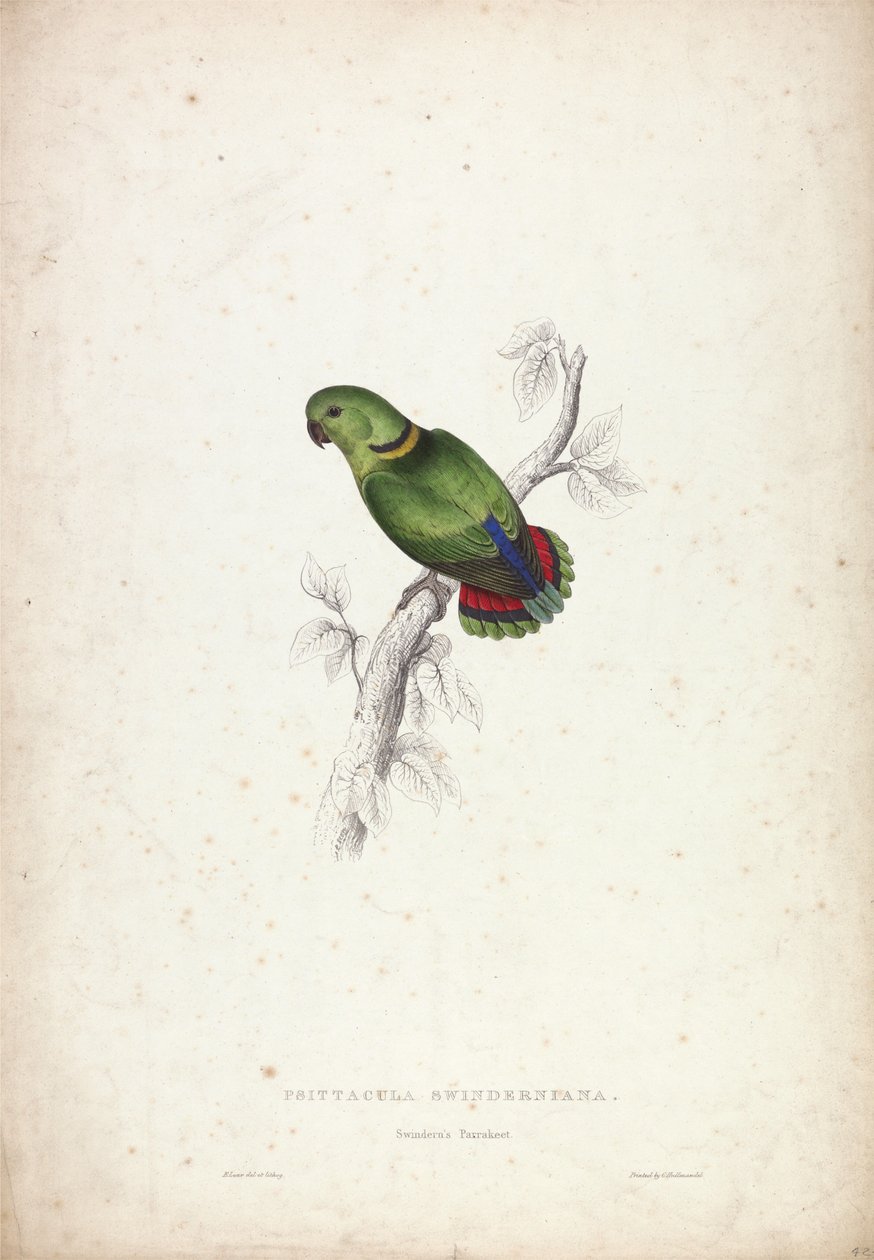Psittacula swinderniana. Papuga Swinderna autorstwa Edward Lear