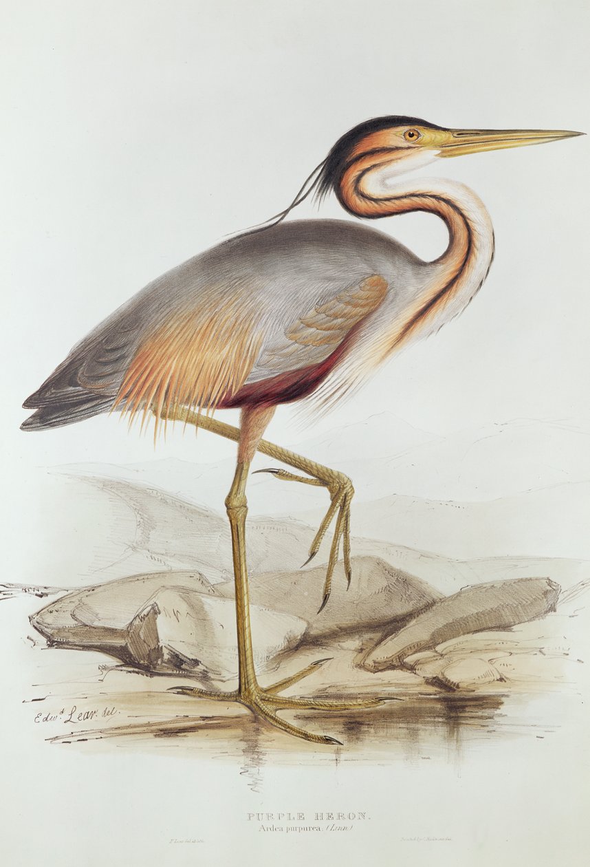 Czapla purpurowa (kolor grawerowany) autorstwa Edward Lear