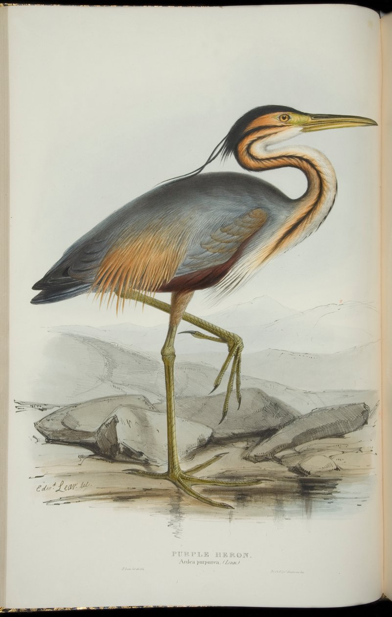Czapla purpurowa, z „Ptaków Europy” Johna Gould autorstwa Edward Lear