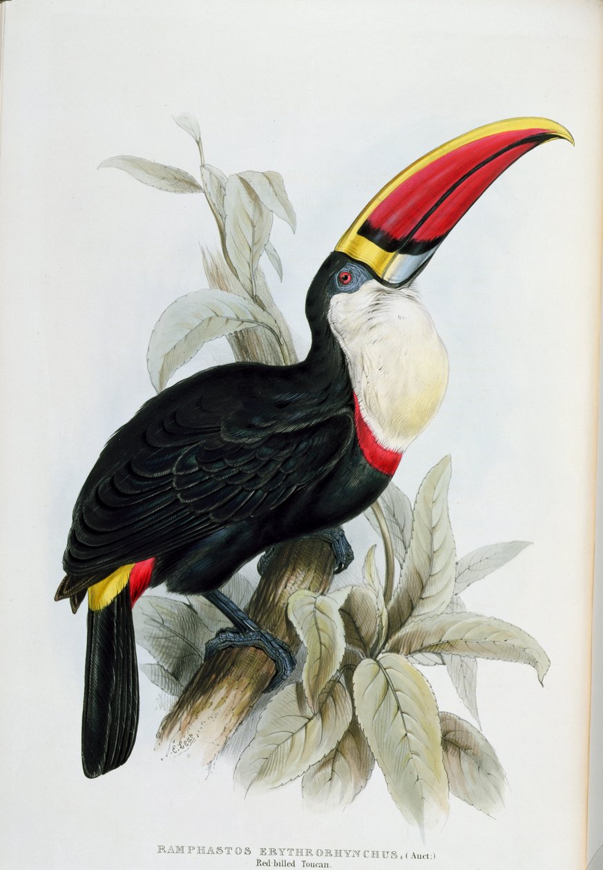 Tukan czerwonodzioby, z „Monografii Ramphastidae, czyli rodziny tukanów”, Johna Goulda (1804–81), opublikowanej w latach 1833–35 autorstwa Edward Lear