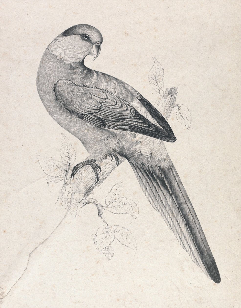 Papuga czerwonogłowa, samiec (ilustracja 21) autorstwa Edward Lear