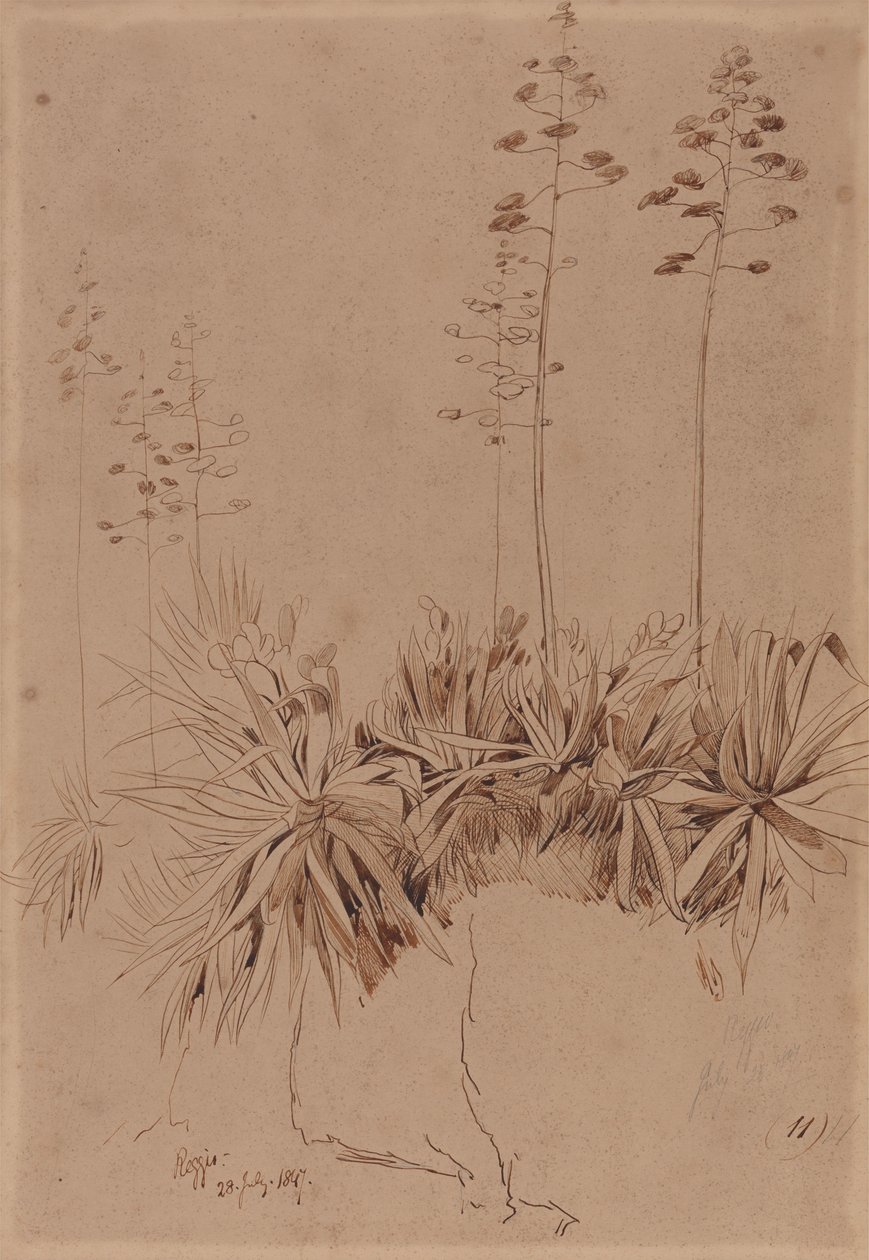 Reggio autorstwa Edward Lear