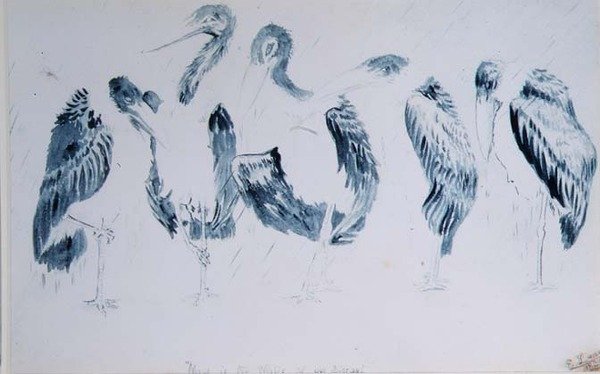 Badania bocianów autorstwa Edward Lear