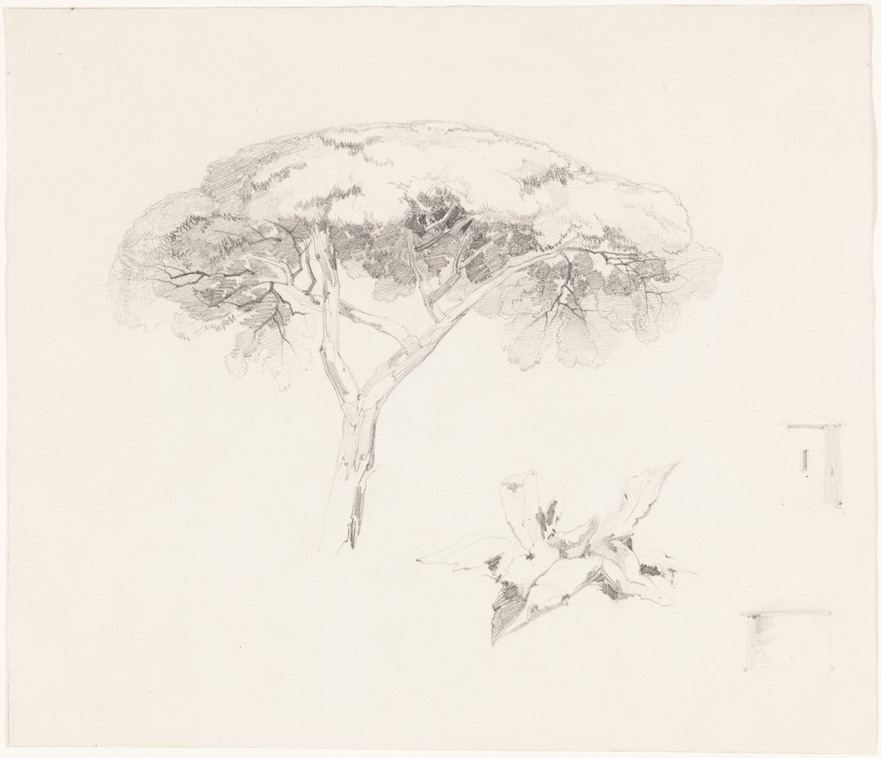 Sosna parasolowa i inne studia autorstwa Edward Lear