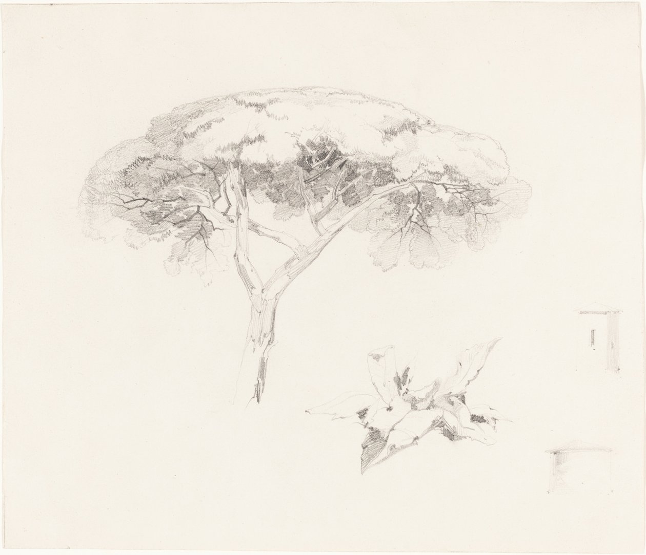 Sosna parasolowa i inne badania, 18391845. autorstwa Edward Lear