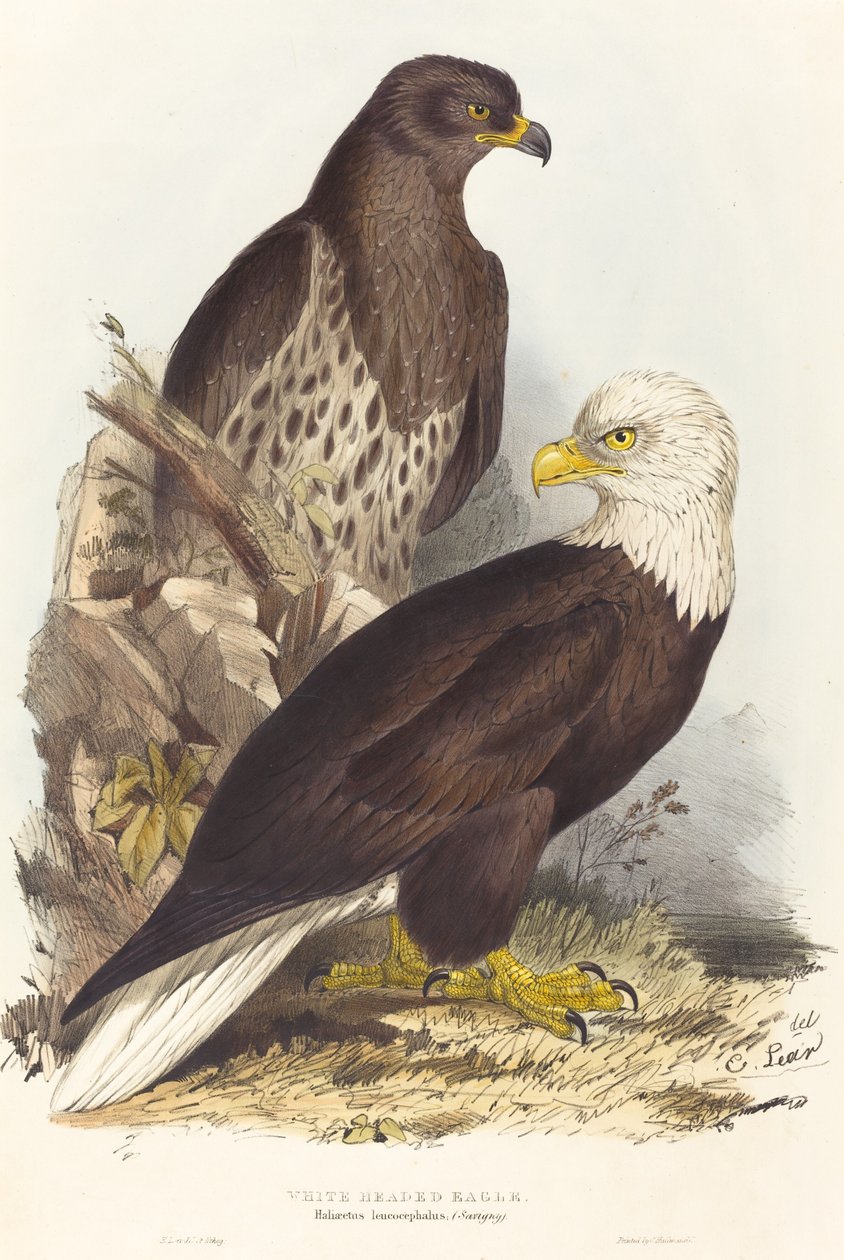 Orzeł bielik (Haliaetus leucocephalus) autorstwa Edward Lear