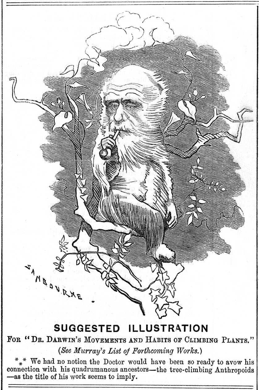 Karol Darwin, angielski przyrodnik, 1875 autorstwa Edward Linley Sambourne