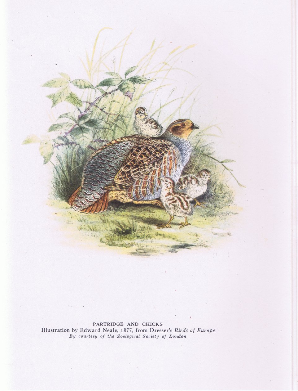 Kuropatwa i pisklęta, Nature in Britain, wyd. Collins autorstwa Edward Neale