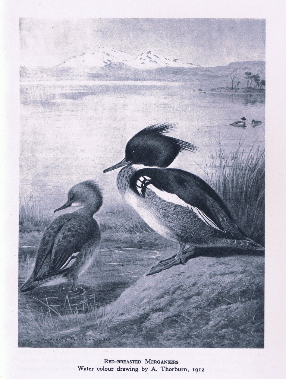 Red Breasted Nurogęś, Nature in Britain, wyd. Collins, 1946 autorstwa Edward Neale
