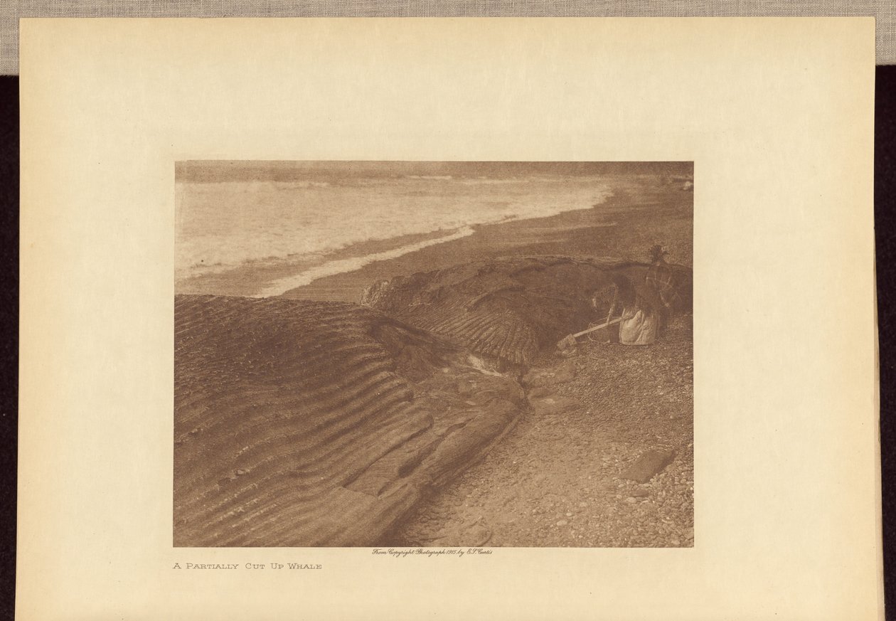 Częściowo pocięty wieloryb autorstwa Edward S. Curtis