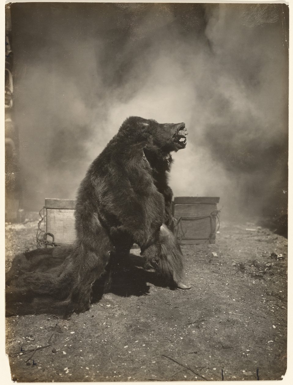 Niech chytry czarny niedźwiedź zatańczy swój taniec autorstwa Edward S. Curtis