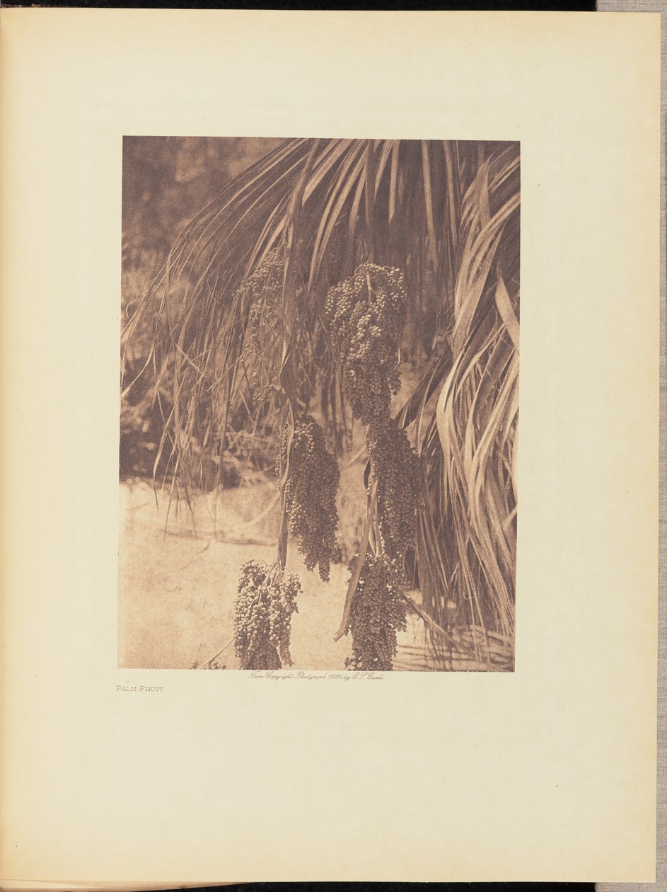 Owoc palmy autorstwa Edward S. Curtis