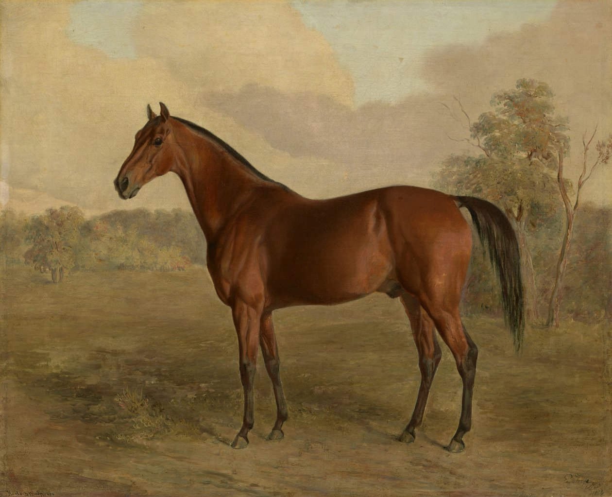 Dzięcioł Kentucky, 1834 autorstwa Edward Troye