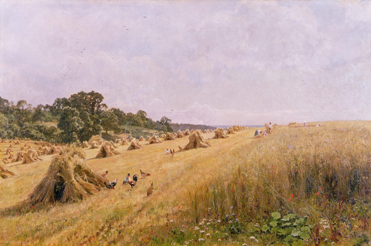 Żniwa z kukurydzy autorstwa Edward Wilkins Waite