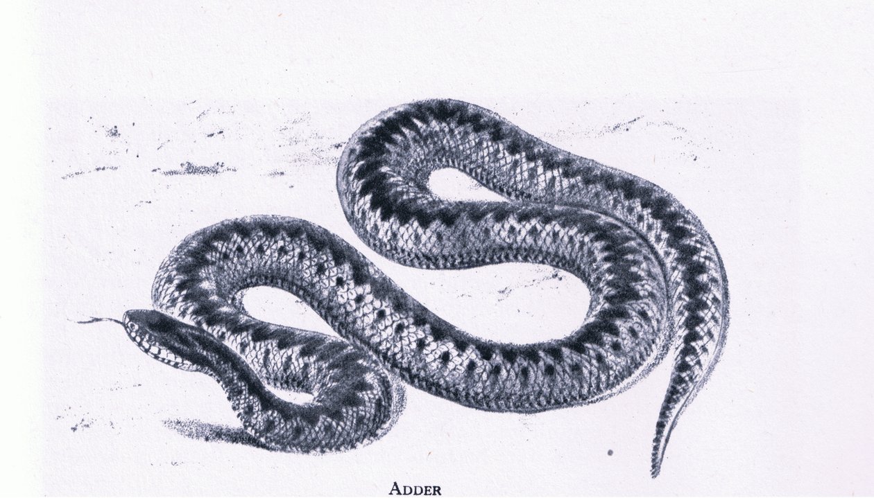 Adder, Nature in Britain wydane przez Collins autorstwa Edward William (after) Cooke