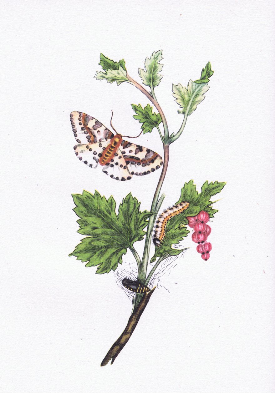 Sroka lub ćma porzeczka, Nature in Britain, wyd. Collins, 1946 autorstwa Edward after Donovan
