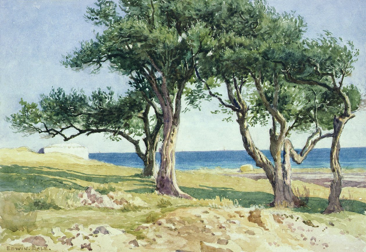 Stare Drzewa Oliwne, Bordighera autorstwa Edwin Bale