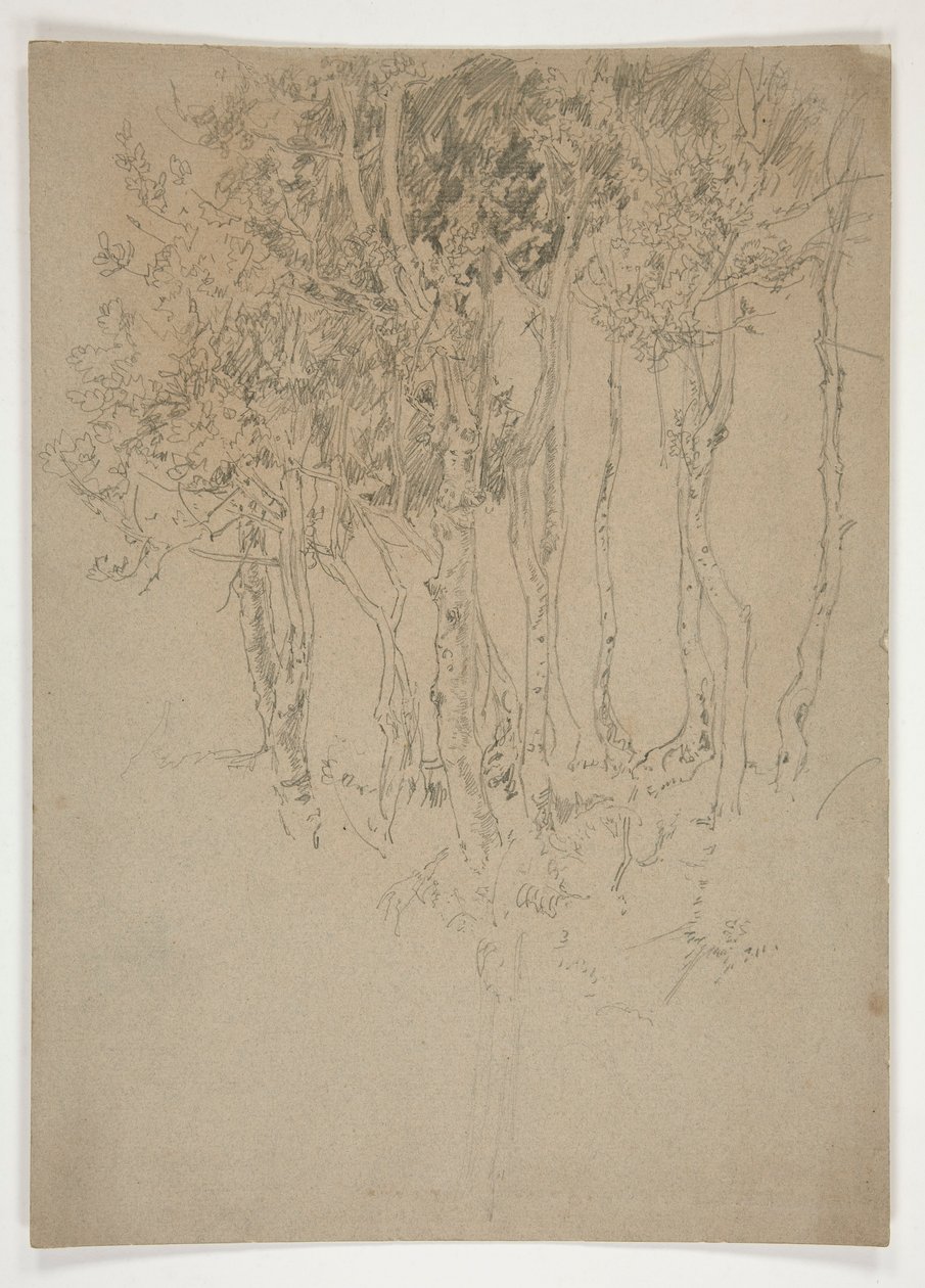 Szkic gaju drzew autorstwa Edwin Austin Abbey