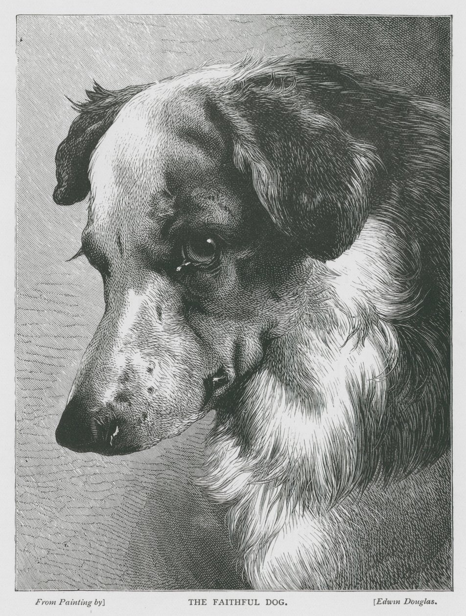 Wierny pies (grawerunek) autorstwa Edwin Douglas