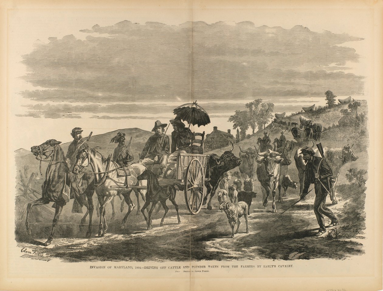 Inwazja na Maryland, 1864 r. - Wypędzanie bydła i łupów odebranych rolnikom przez kawalerię Early