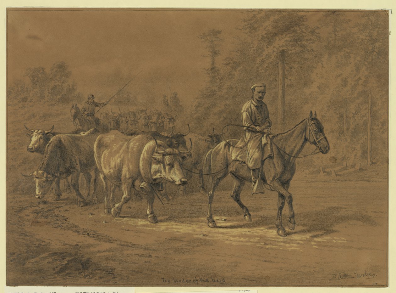 Lider stada Streszczenie/medium: 1 rysunek. autorstwa Edwin Forbes