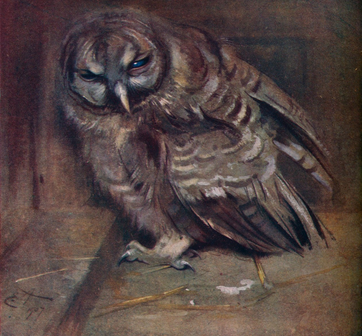 Młoda brązowa sowa, 1907 autorstwa Edwin John Alexander