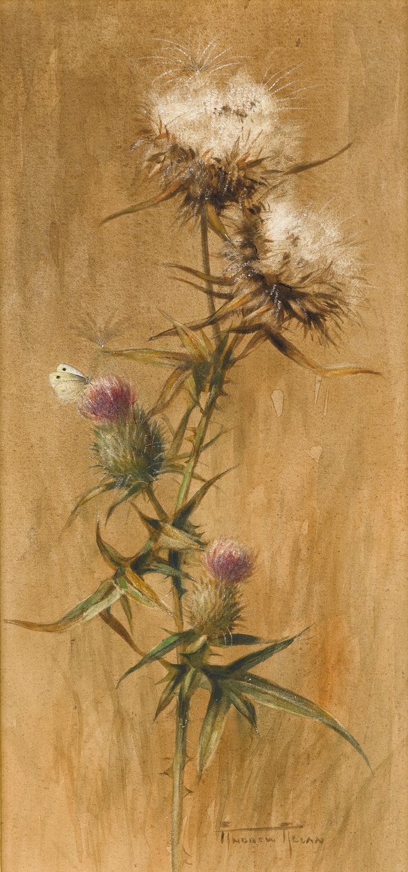 Motyl na głowach ostu (wc na papierze) autorstwa Edwin John Alexander