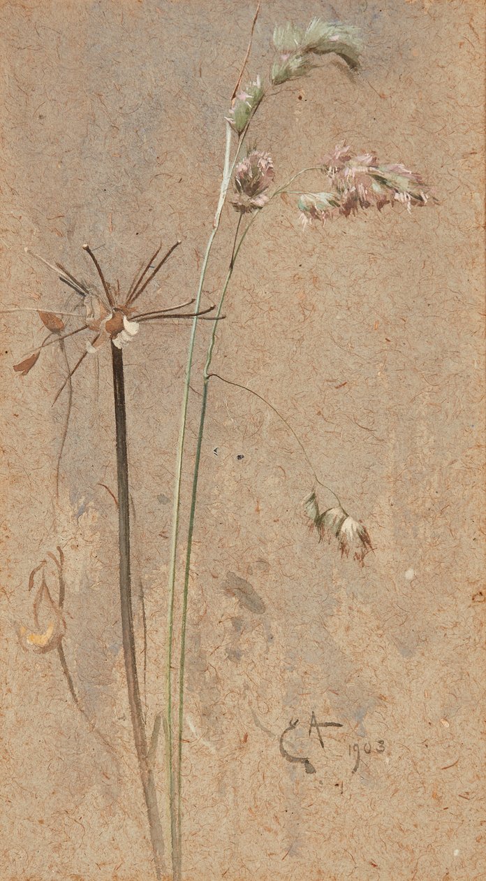 Kupkówka pospolita (akwarela na papierze płowym) autorstwa Edwin John Alexander