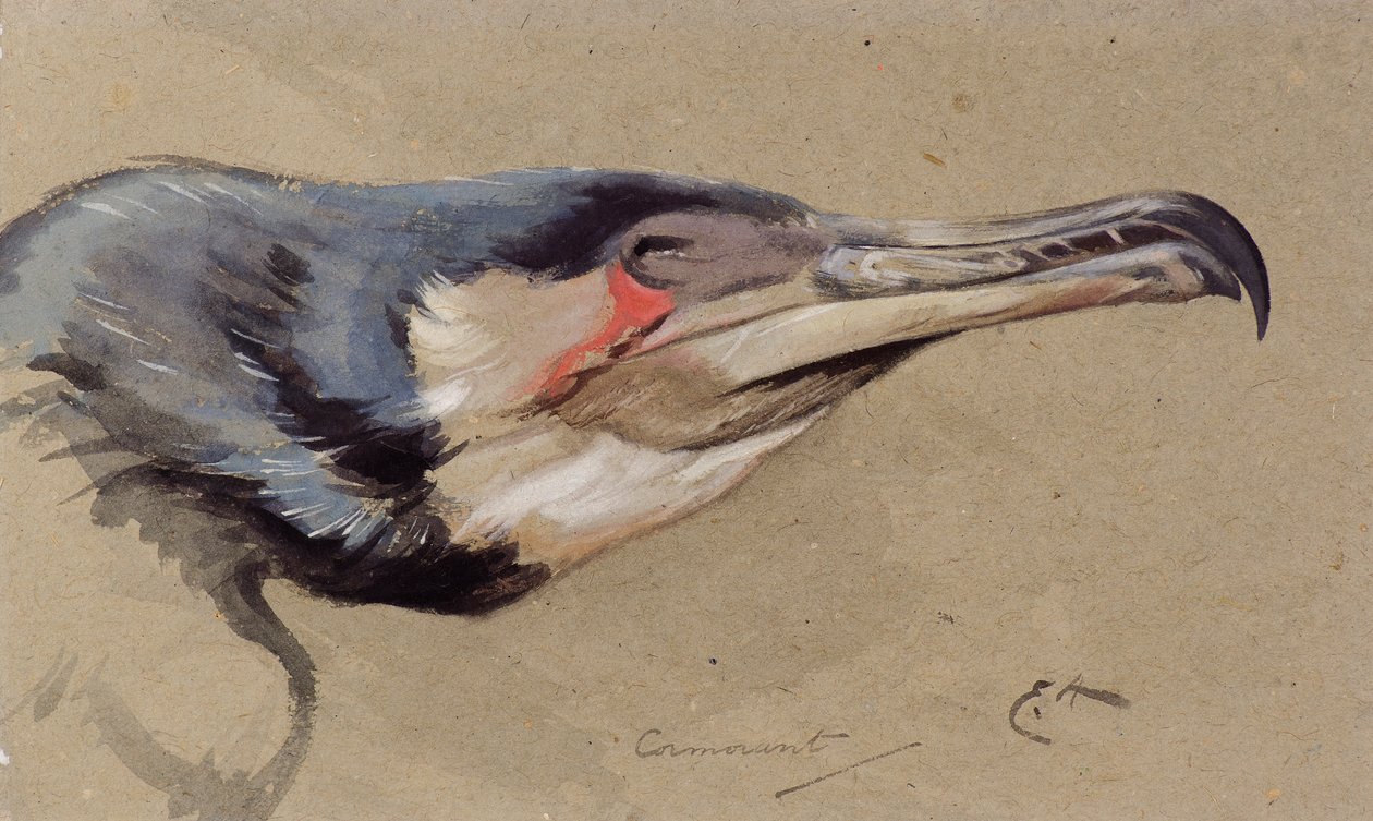 Kormoran (akwarela) autorstwa Edwin John Alexander