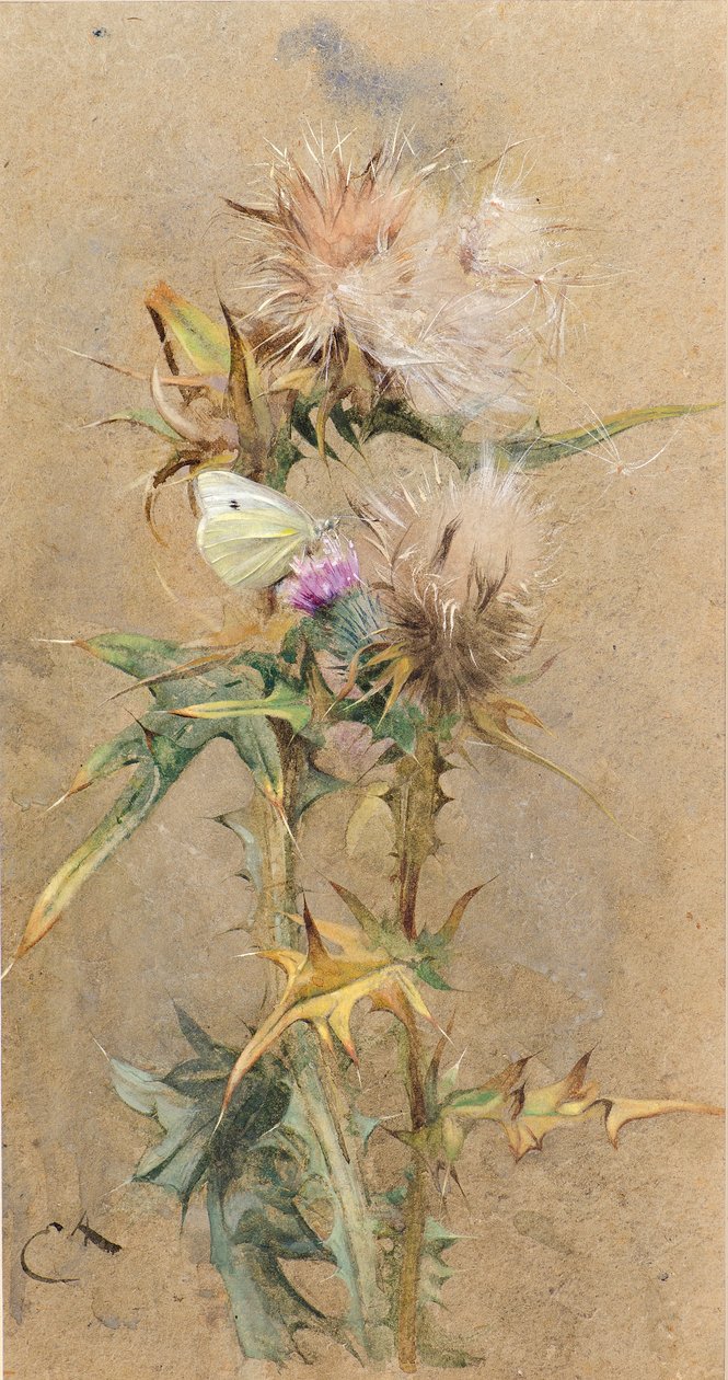 Oset i Motyl (akwarela) autorstwa Edwin John Alexander