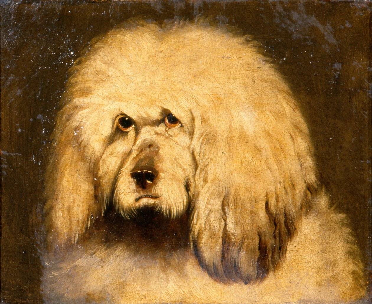 Studium głowy psa (olej na płótnie) autorstwa Edwin Landseer