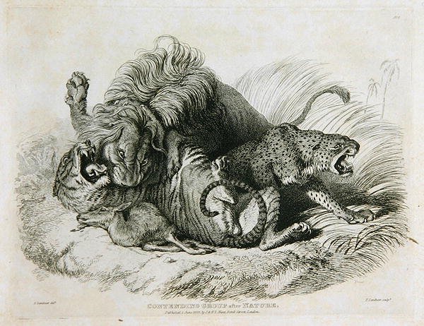 Konkurencja po Naturze, płyta 6 z Twenty Engravings of Lions, Tigers, Panthers & Leopards... ryt. Thomas Landseer (1795-1880) 1823 autorstwa Edwin after Landseer
