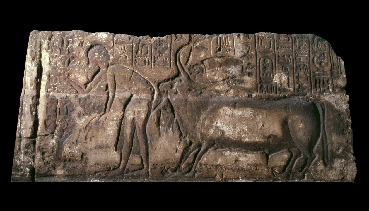 Blok z piaskowca przedstawiający Satepatenkhay przedstawiający byka ofiarnego, piaskowiec 1333-23 pne autorstwa Egyptian 18th Dynasty