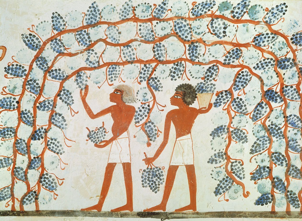Zbieranie winogron, z Grobowca Nachta, Nowe Państwo (malarstwo ścienne) autorstwa Egyptian 18th Dynasty