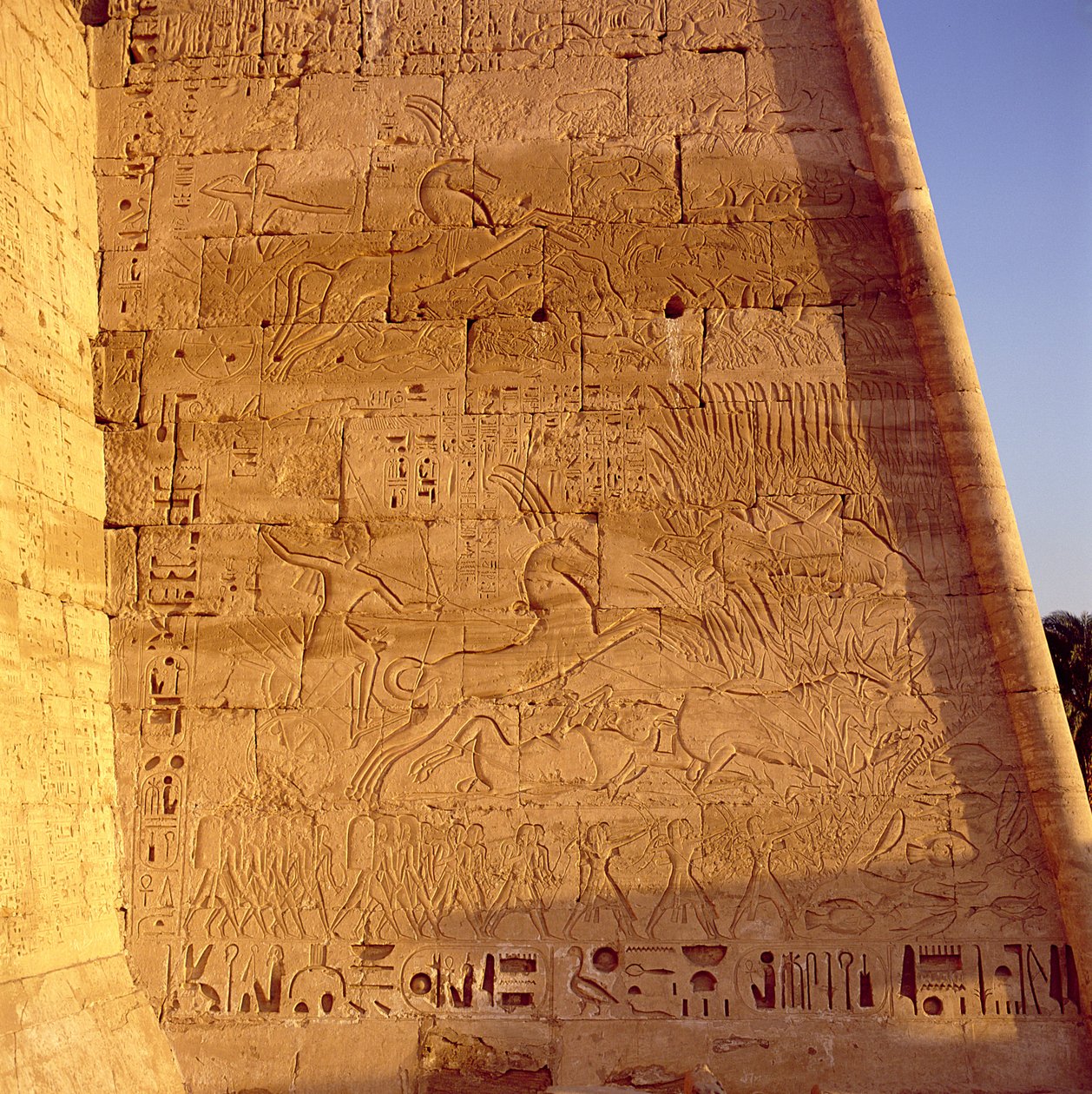 Ramzes III (ok.1184-1153 pne) polujący na dzikie byki z pierwszego pylonu świątyni Ramzesa III, płaskorzeźba, Nowe Królestwo autorstwa Egyptian 20th Dynasty