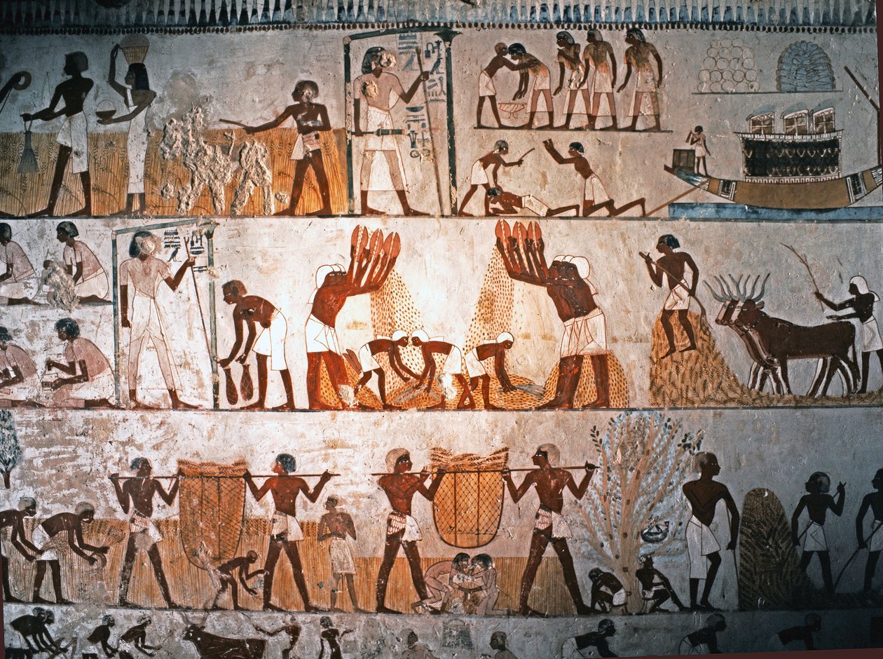 SZTUKA EGIPSKA: Scena żniw. Malowidło ścienne w grobowcu Menny w Elwe..., ok. 1400 p.n.e. (wapień) autorstwa Egyptian 18th Dynasty
