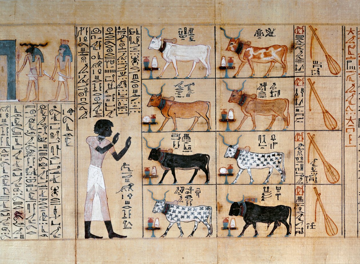 Papirus przedstawiający woły, z Księgi Umarłych z Maiherperi autorstwa Egyptian 18th Dynasty