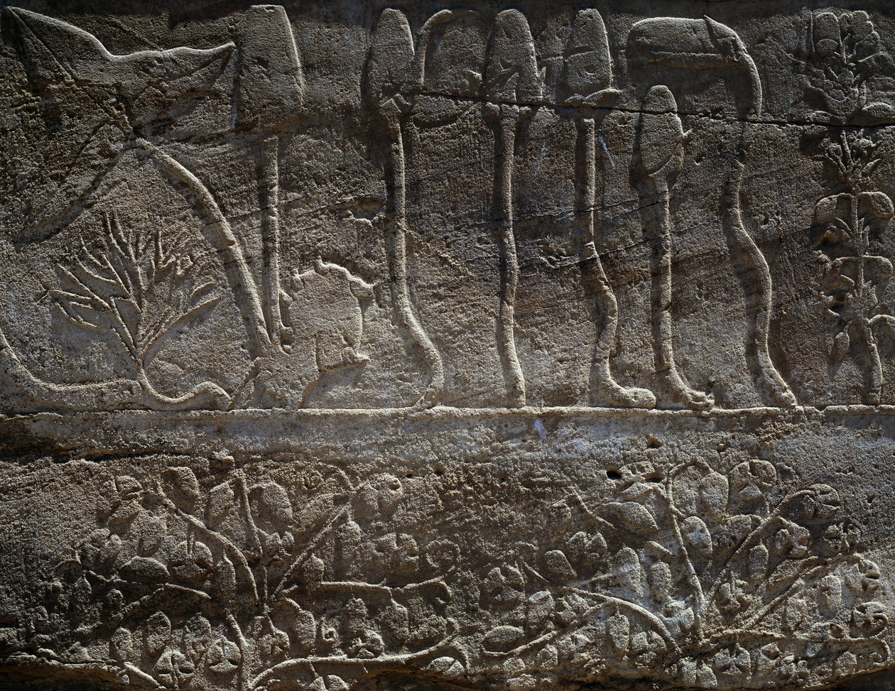 Rośliny przywiezione z wyprawy Thutmose III do Syrii w 1465 r. p.n.e., szczegół reliefu, sala znana jako tzw. ogród botaniczny, Świątynia Amona, kompleks świątynny Karnak, cywilizacja egipska, Nowe Państwo, XVIII dynastia autorstwa Egyptian 18th Dynasty