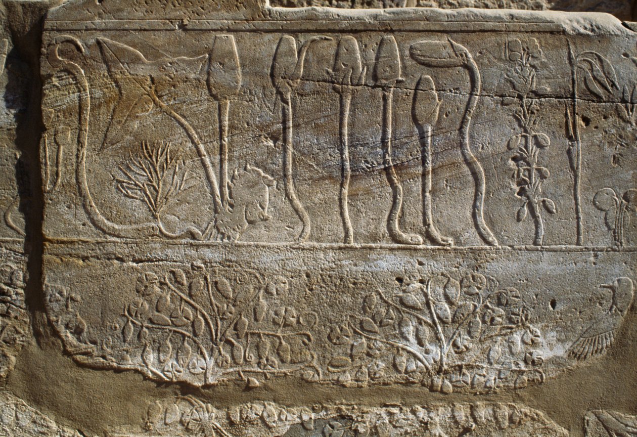 Relief zwierząt i roślin ofiarowanych Amonowi przez Thutmose III po jego powrocie z kampanii w Syrii w 1465 r. p.n.e., Sala Ogrodu Botanicznego, Karnak, Nekropolia Tebańska, Luksor, Egipt, Nowe Państwo, XVIII dynastia autorstwa Egyptian 18th Dynasty